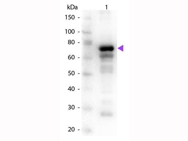 Transferrin Antibody in Western Blot (WB)