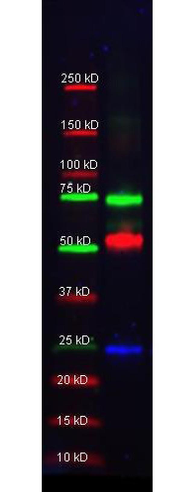 Transferrin Antibody in Western Blot (WB)