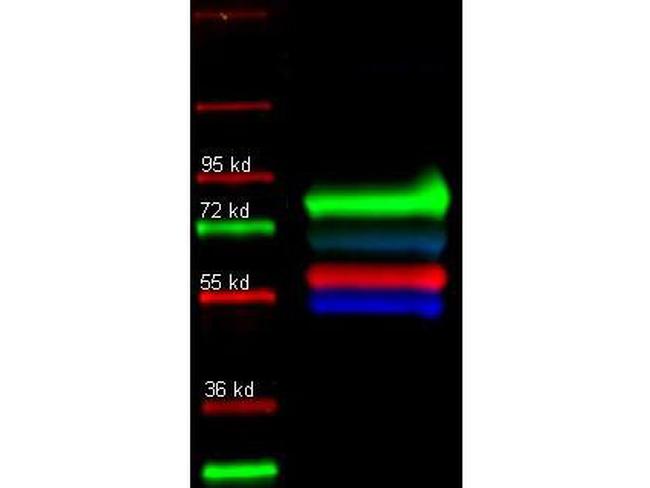 Transferrin Antibody in Western Blot (WB)