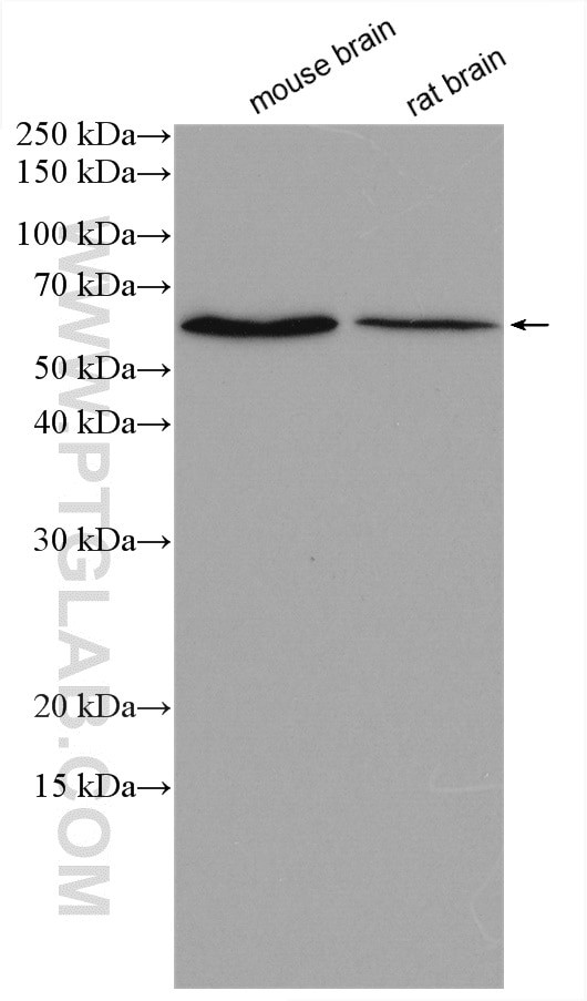 WDR37 Antibody in Western Blot (WB)