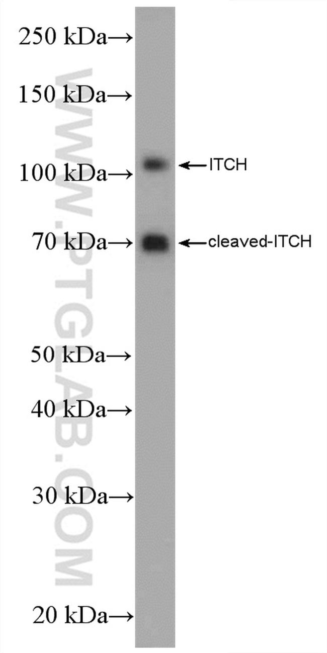 ITCH Antibody in Western Blot (WB)