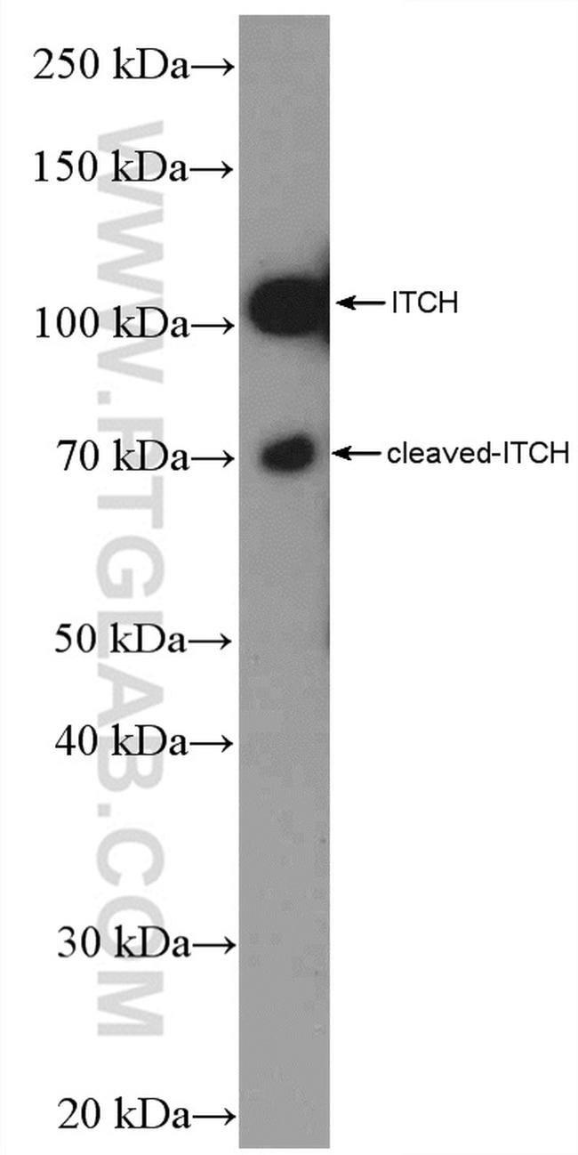 ITCH Antibody in Western Blot (WB)