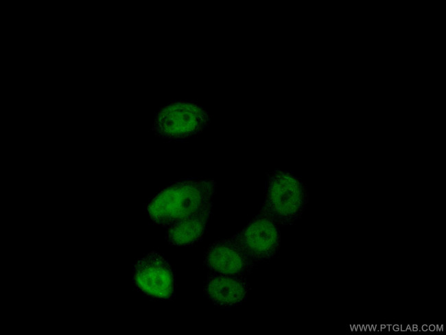 PHIP Antibody in Immunocytochemistry (ICC/IF)