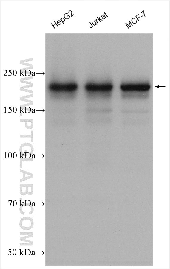 PHIP Antibody in Western Blot (WB)