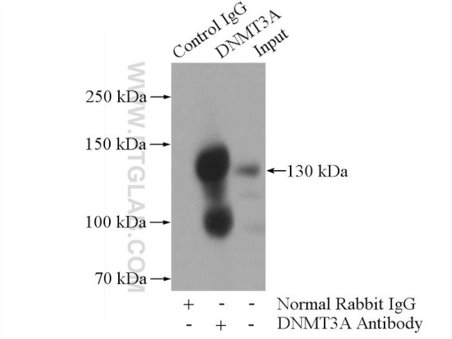 DNMT3A Antibody in Immunoprecipitation (IP)