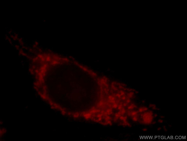 MRPP3 Antibody in Immunocytochemistry (ICC/IF)