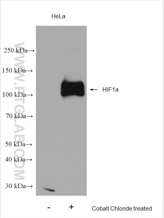 HIF1a Antibody in Western Blot (WB)