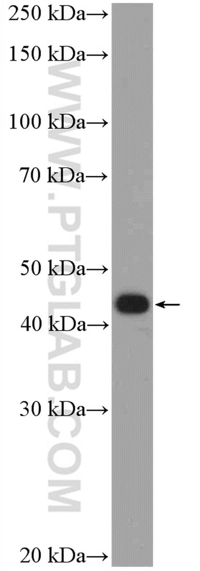 PDX1 Antibody in Western Blot (WB)