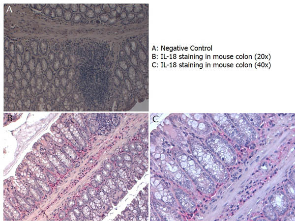 IL-18 Antibody in Immunohistochemistry (Paraffin) (IHC (P))