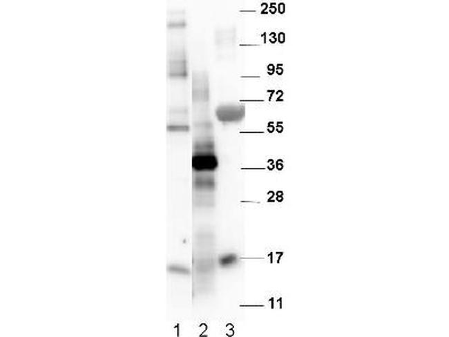 NAG-1 Antibody in Western Blot (WB)