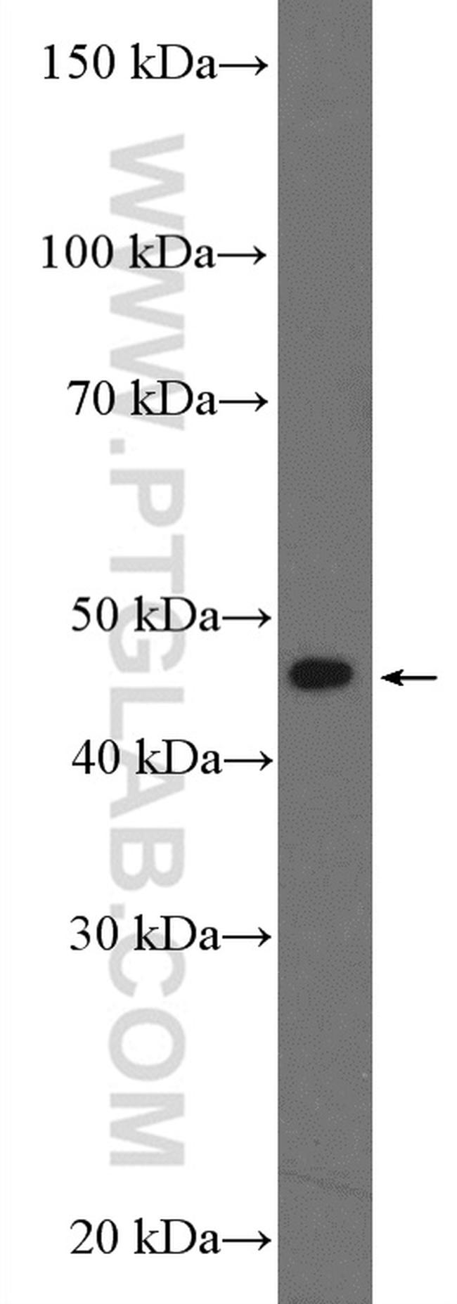 BZW2 Antibody in Western Blot (WB)