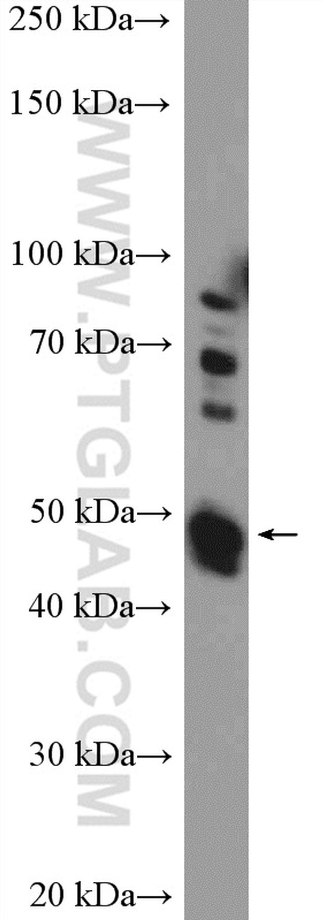 BZW2 Antibody in Western Blot (WB)