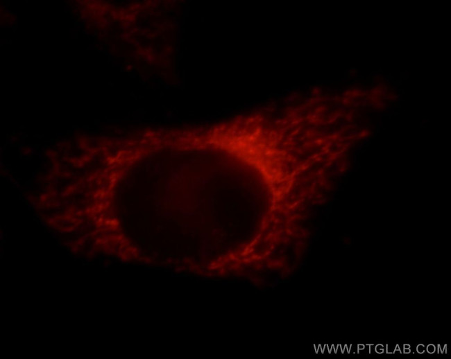 PDXDC1 Antibody in Immunocytochemistry (ICC/IF)