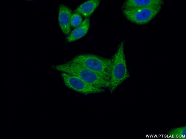 OXA1L Antibody in Immunocytochemistry (ICC/IF)