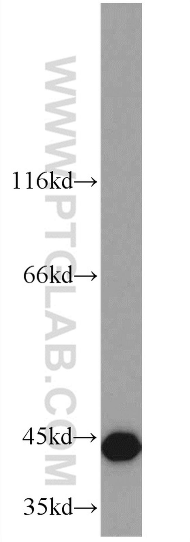 OXA1L Antibody in Western Blot (WB)