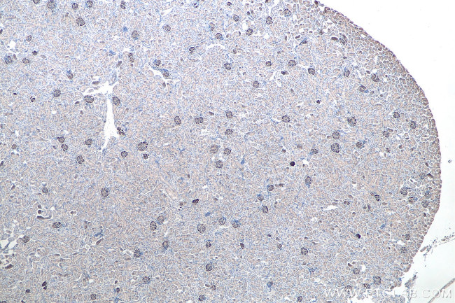 Synaptopodin Antibody in Immunohistochemistry (Paraffin) (IHC (P))