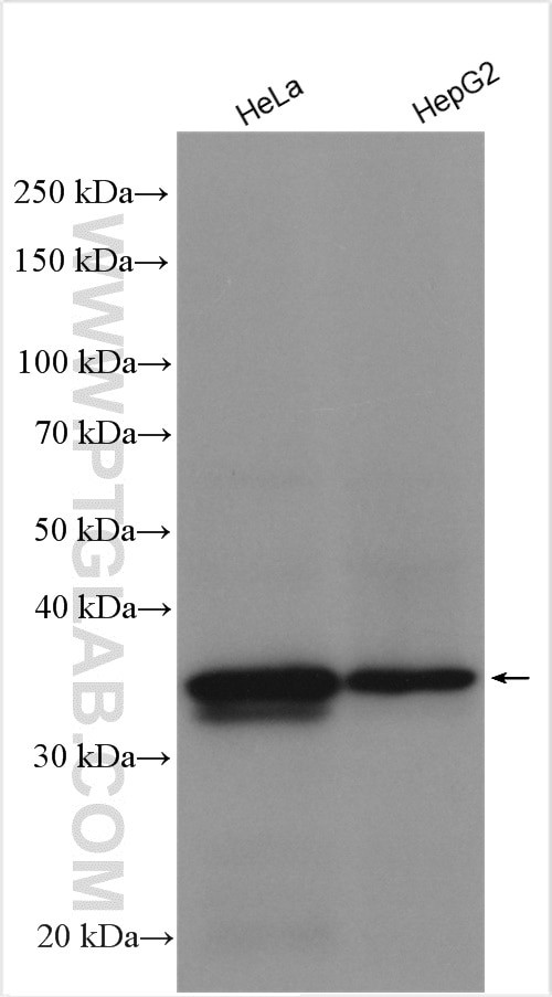 CNN2 Antibody in Western Blot (WB)