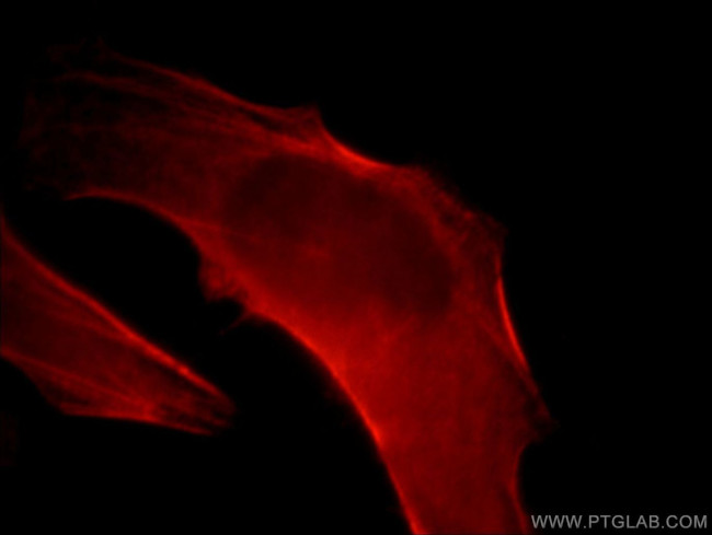 CNN2 Antibody in Immunocytochemistry (ICC/IF)