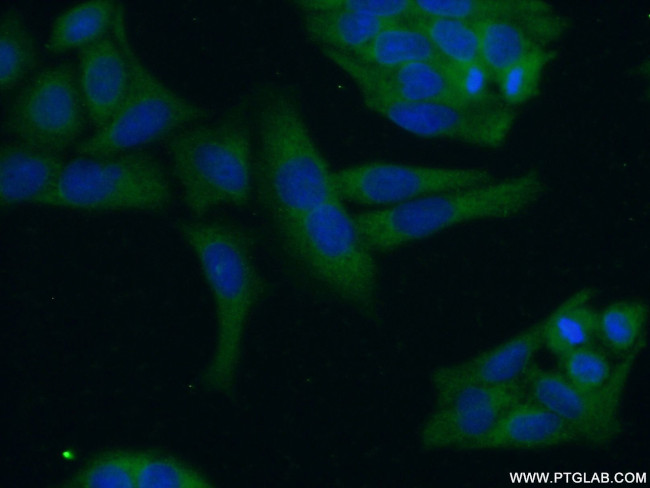 PRAS40 Antibody in Immunocytochemistry (ICC/IF)