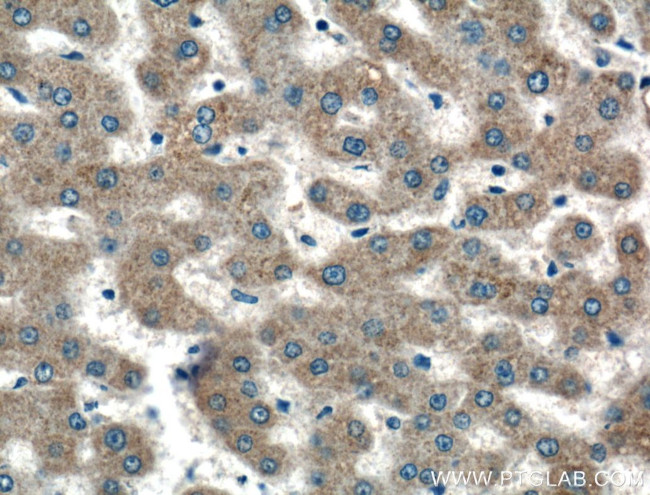 PRAS40 Antibody in Immunohistochemistry (Paraffin) (IHC (P))