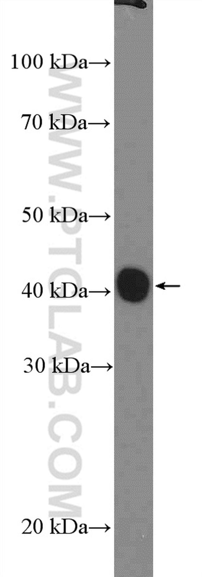 PRAS40 Antibody in Western Blot (WB)