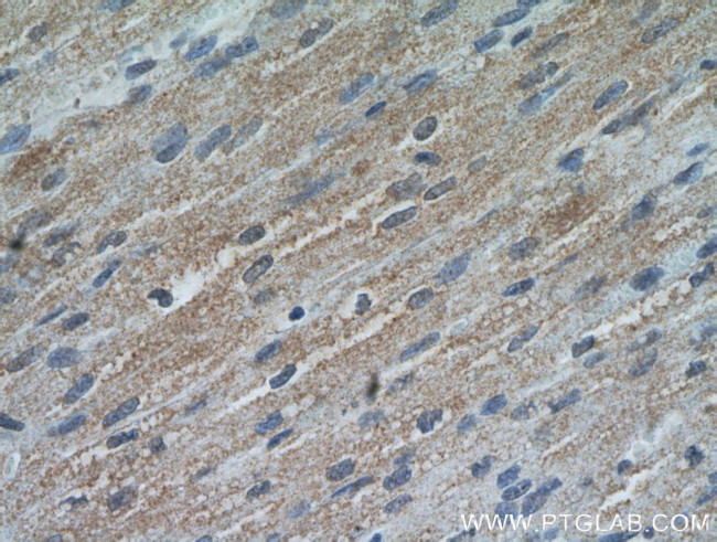 RANBP10 Antibody in Immunohistochemistry (Paraffin) (IHC (P))