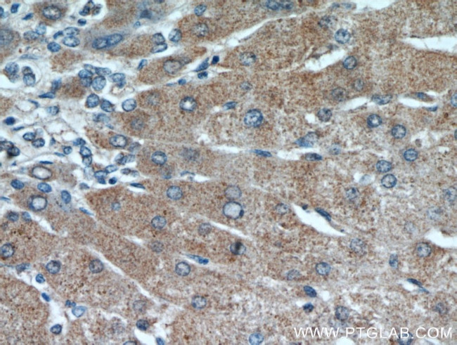 RANBP10 Antibody in Immunohistochemistry (Paraffin) (IHC (P))