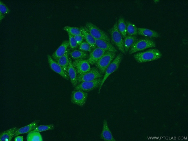 LIPC Antibody in Immunocytochemistry (ICC/IF)