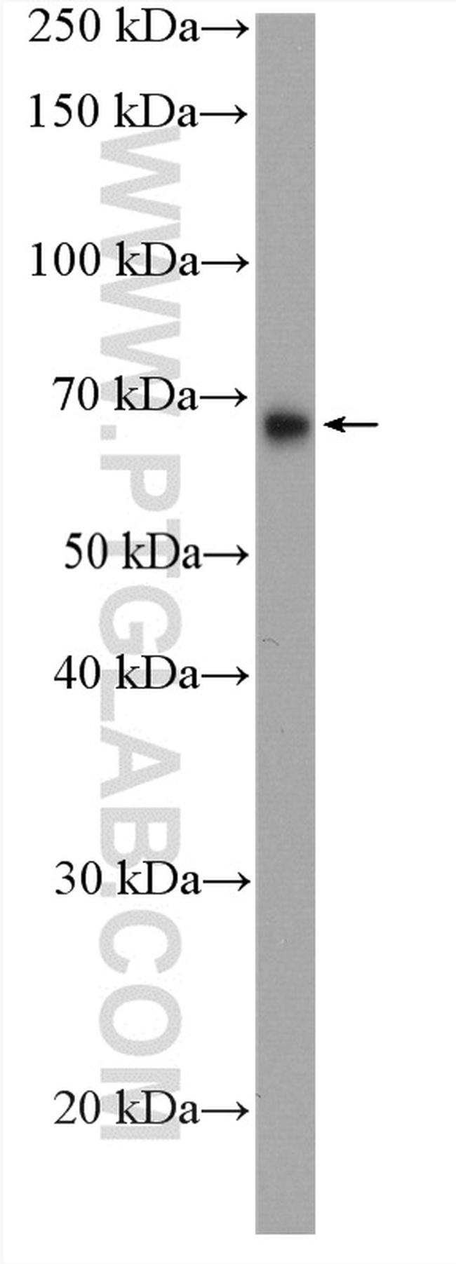 LIPC Antibody in Western Blot (WB)