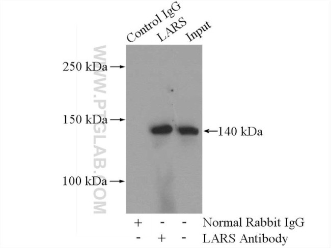 LARS Antibody in Immunoprecipitation (IP)