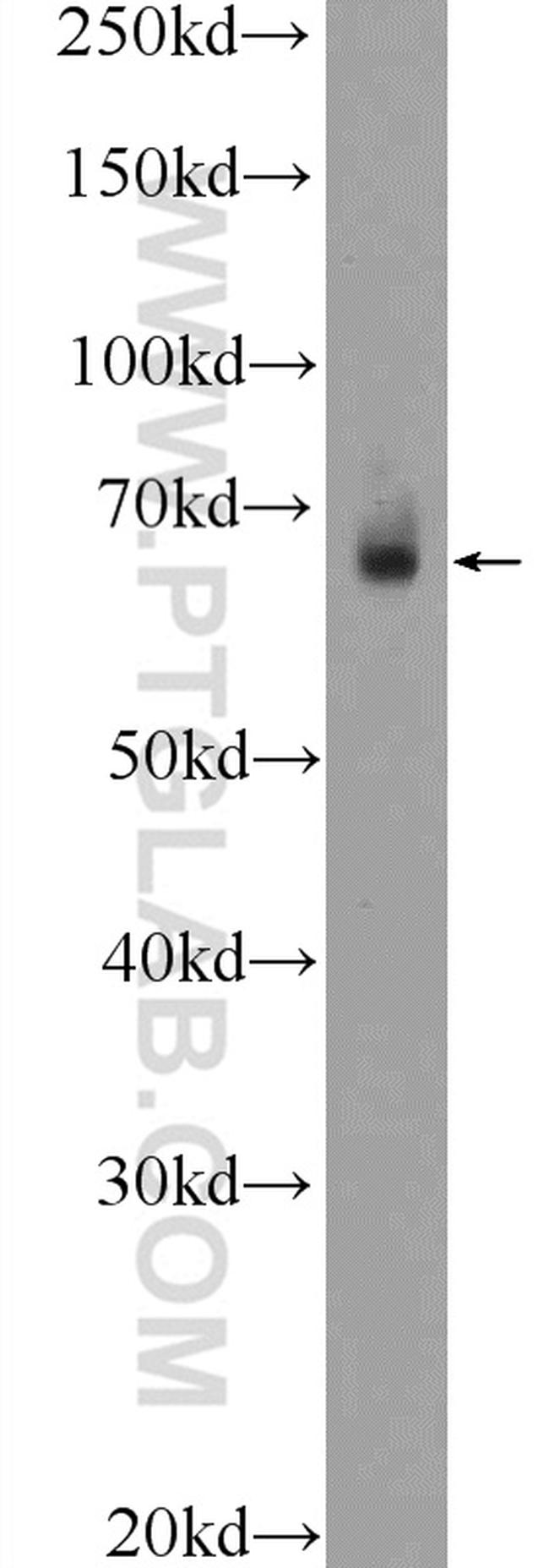 TEAD2 Antibody in Western Blot (WB)