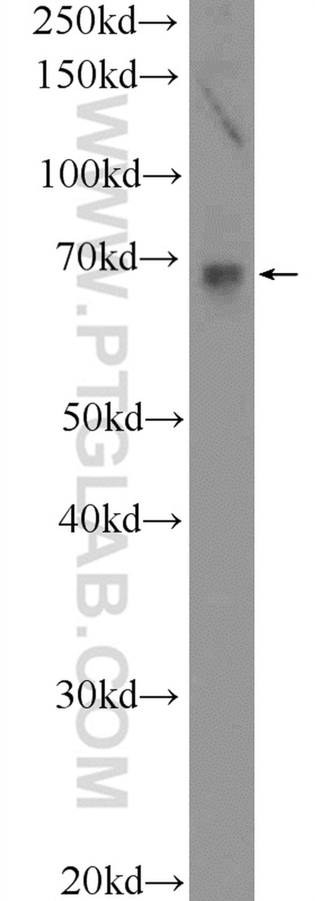 TEAD2 Antibody in Western Blot (WB)