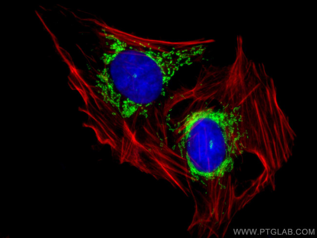 LRPPRC Antibody in Immunocytochemistry (ICC/IF)