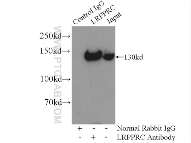 LRPPRC Antibody in Immunoprecipitation (IP)