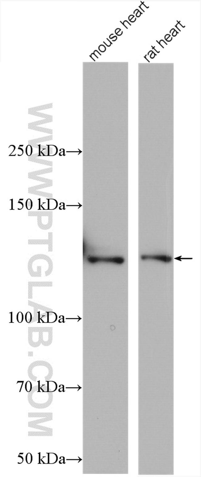 LRPPRC Antibody in Western Blot (WB)