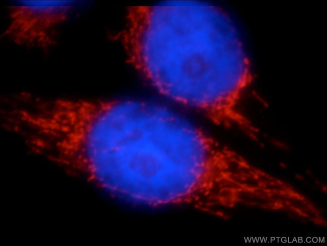 LRPPRC Antibody in Immunocytochemistry (ICC/IF)