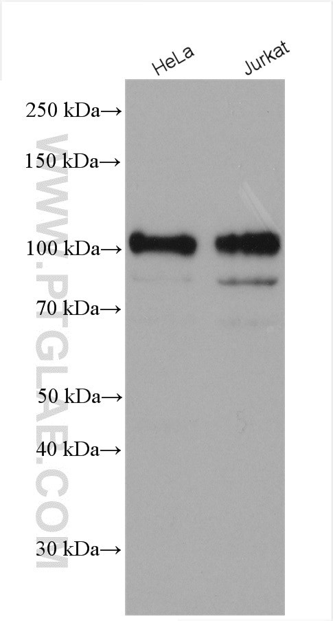 STIM2 Antibody in Western Blot (WB)