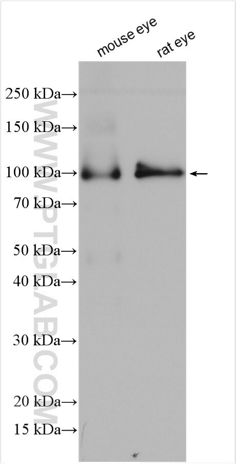 PDE6A Antibody in Western Blot (WB)