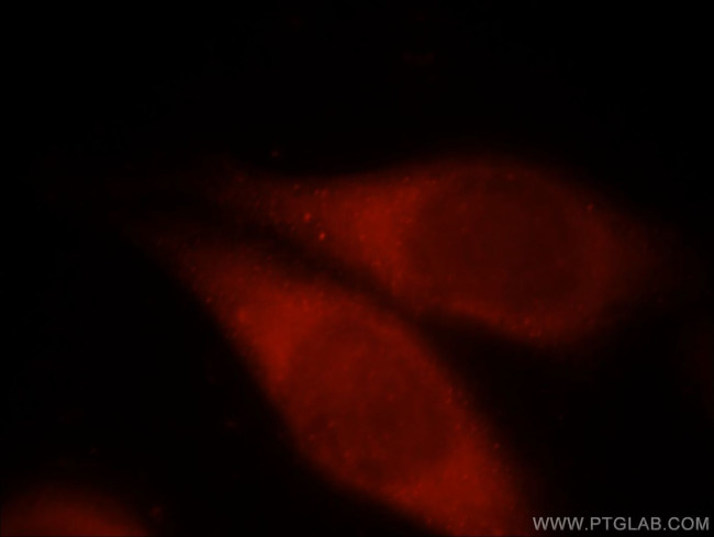 PCDHGB3 Antibody in Immunocytochemistry (ICC/IF)