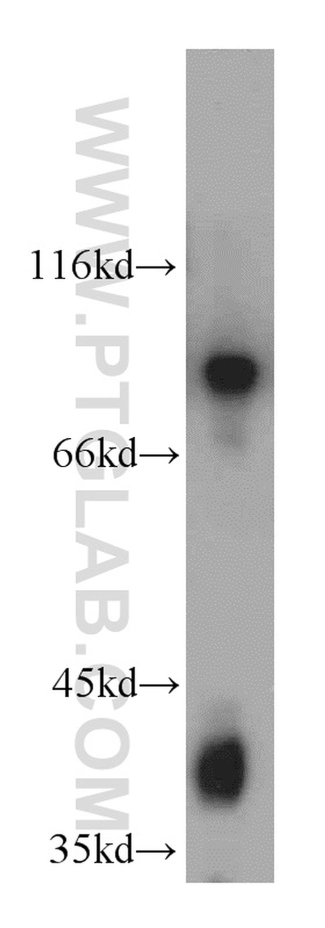 PCDHGB3 Antibody in Western Blot (WB)