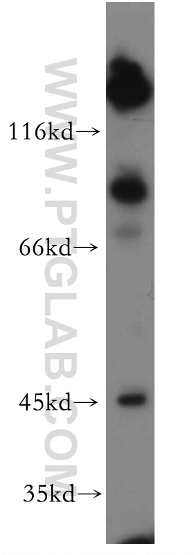 PCDHGB3 Antibody in Western Blot (WB)