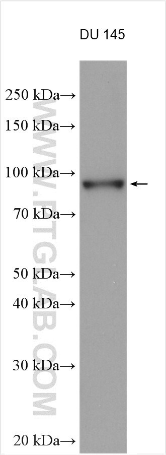 PLOD2 Antibody in Western Blot (WB)