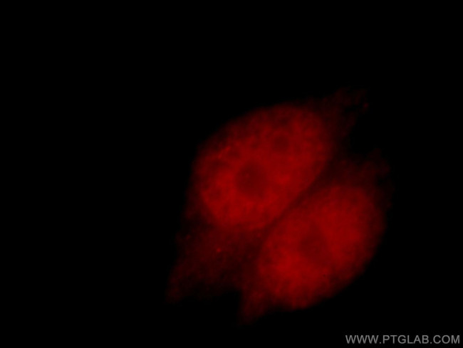 RXRA Antibody in Immunocytochemistry (ICC/IF)