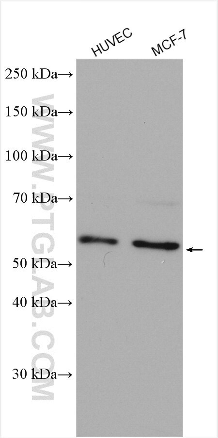 AAMP Antibody in Western Blot (WB)