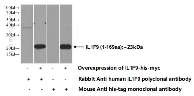 IL36 gamma Antibody in Western Blot (WB)