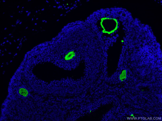 ZP3 Antibody in Immunohistochemistry (PFA fixed) (IHC (PFA))