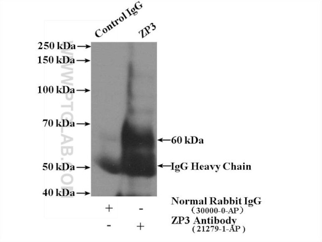 ZP3 Antibody in Immunoprecipitation (IP)