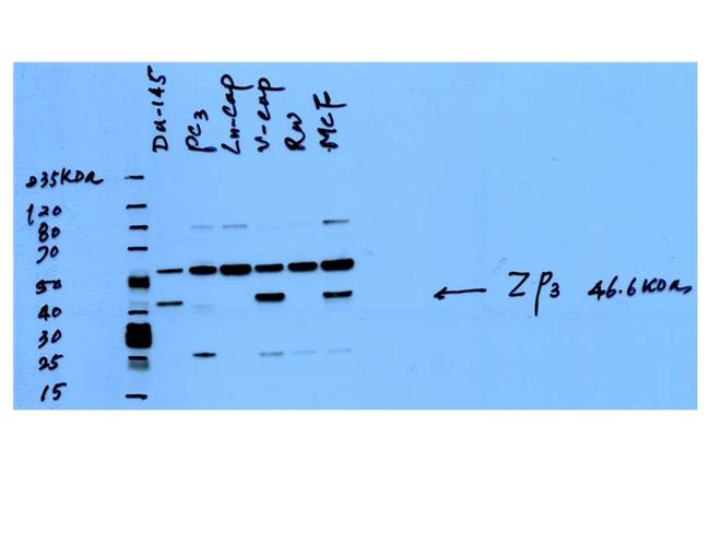 ZP3 Antibody in Western Blot (WB)