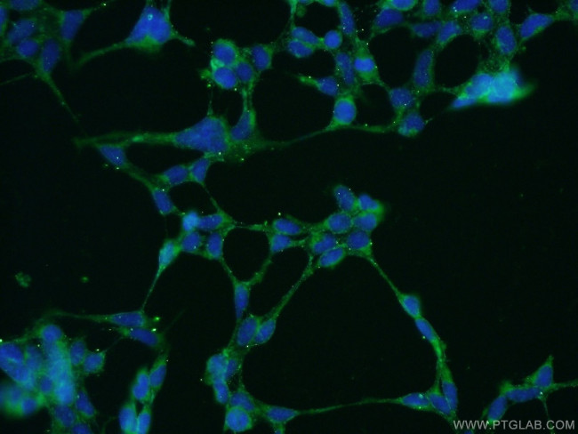 MANEA Antibody in Immunocytochemistry (ICC/IF)