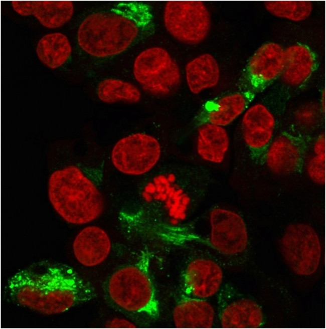 Albumin (Transport Protein) Antibody in Immunocytochemistry (ICC/IF)